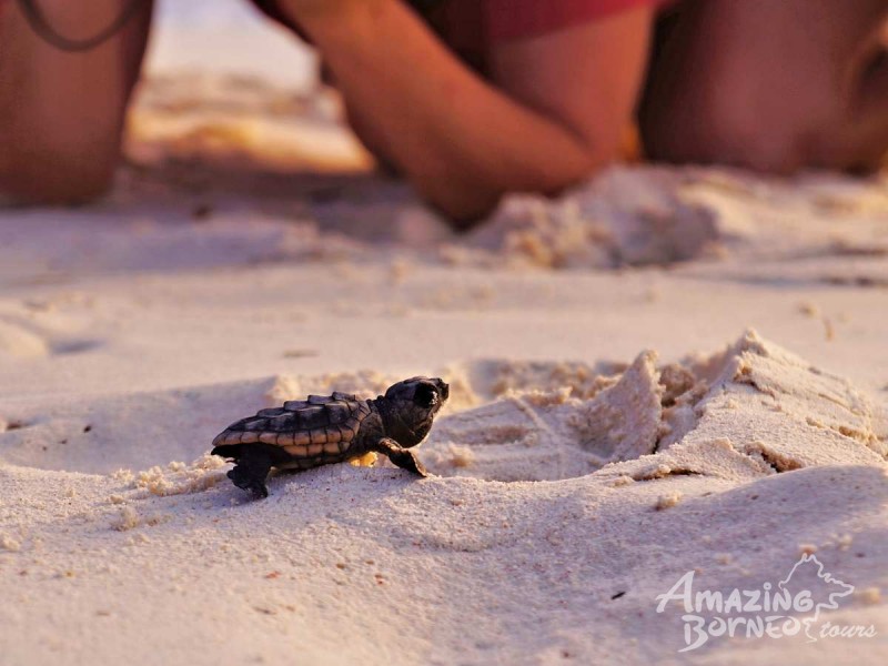 Turtle Hatching Season Ongoing on Lankayan and Mantanani Island