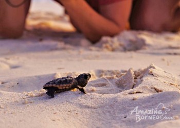 Turtle Hatching Season Ongoing on Lankayan and Mantanani Island