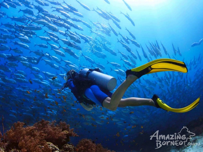10 Things You Need to Know Before Your Diving Trips in Sabah 