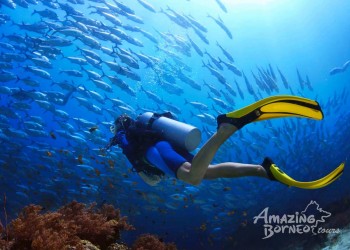 10 Things You Need to Know Before Your Diving Trips in Sabah 