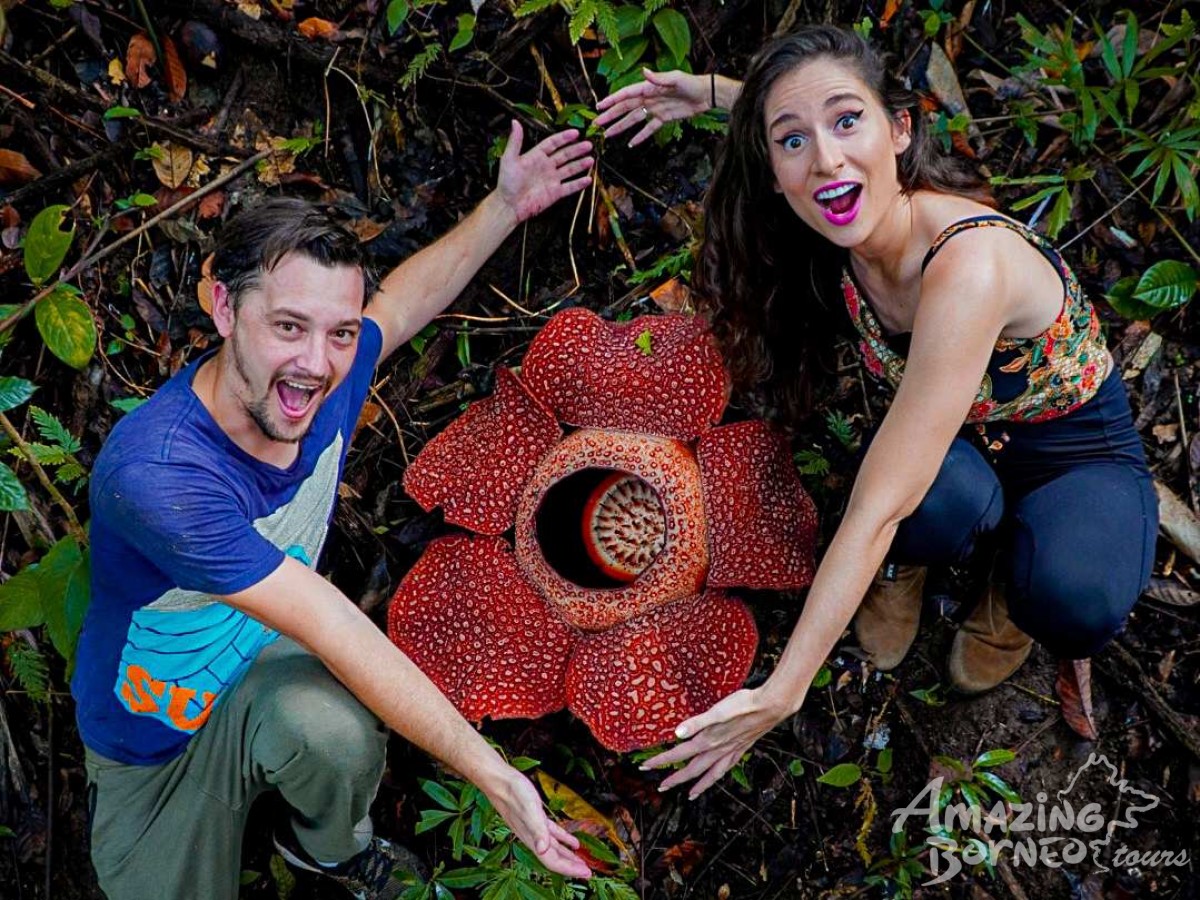 Hunting the world’s largest flower with Dear Alyne