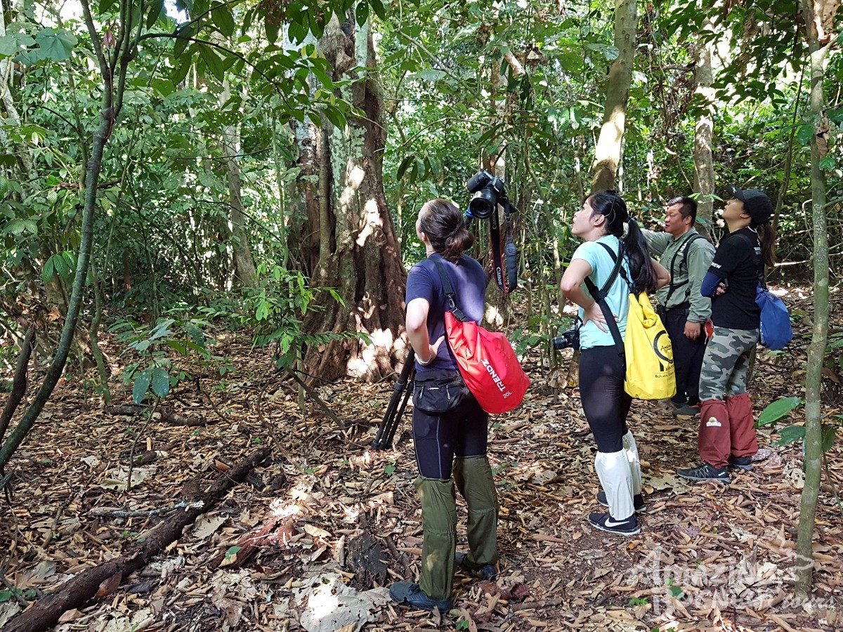 The Top 7 Wildlife in Borneo You Need to See Once It’s Good to Travel again (2020)