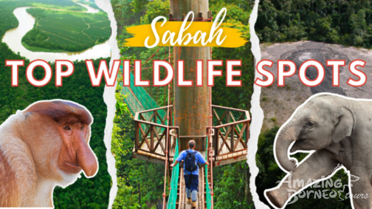 A Head-to-Head Comparison of Sabah's Top Wildlife Spots: Kinabatangan River vs Danum Valley vs Tabin Wildlife Reserve