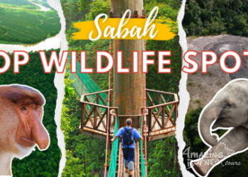 A Head-to-Head Comparison of Sabah's Top Wildlife Spots: Kinabatangan River vs Danum Valley vs Tabin Wildlife Reserve