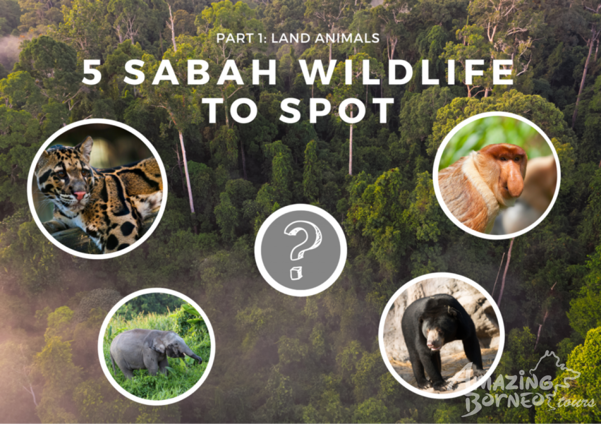 5 Sabah Wildlife to Spot – Part 1: Land Animals