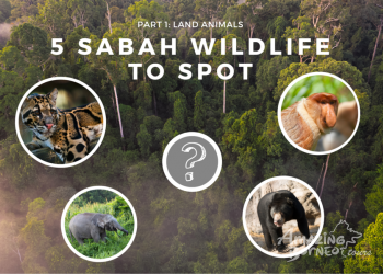 5 Sabah Wildlife to Spot – Part 1: Land Animals