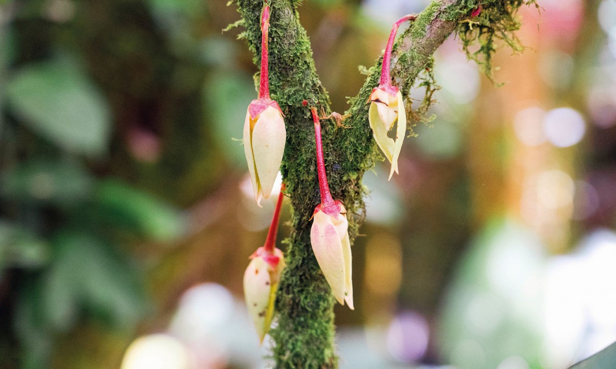 An Adventure in Sabah Blends the Sacred with the Sustainable