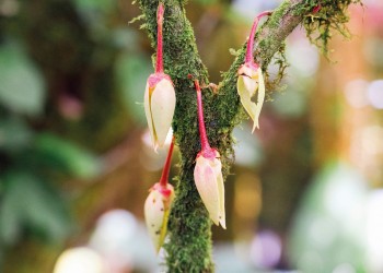 An Adventure in Sabah Blends the Sacred with the Sustainable