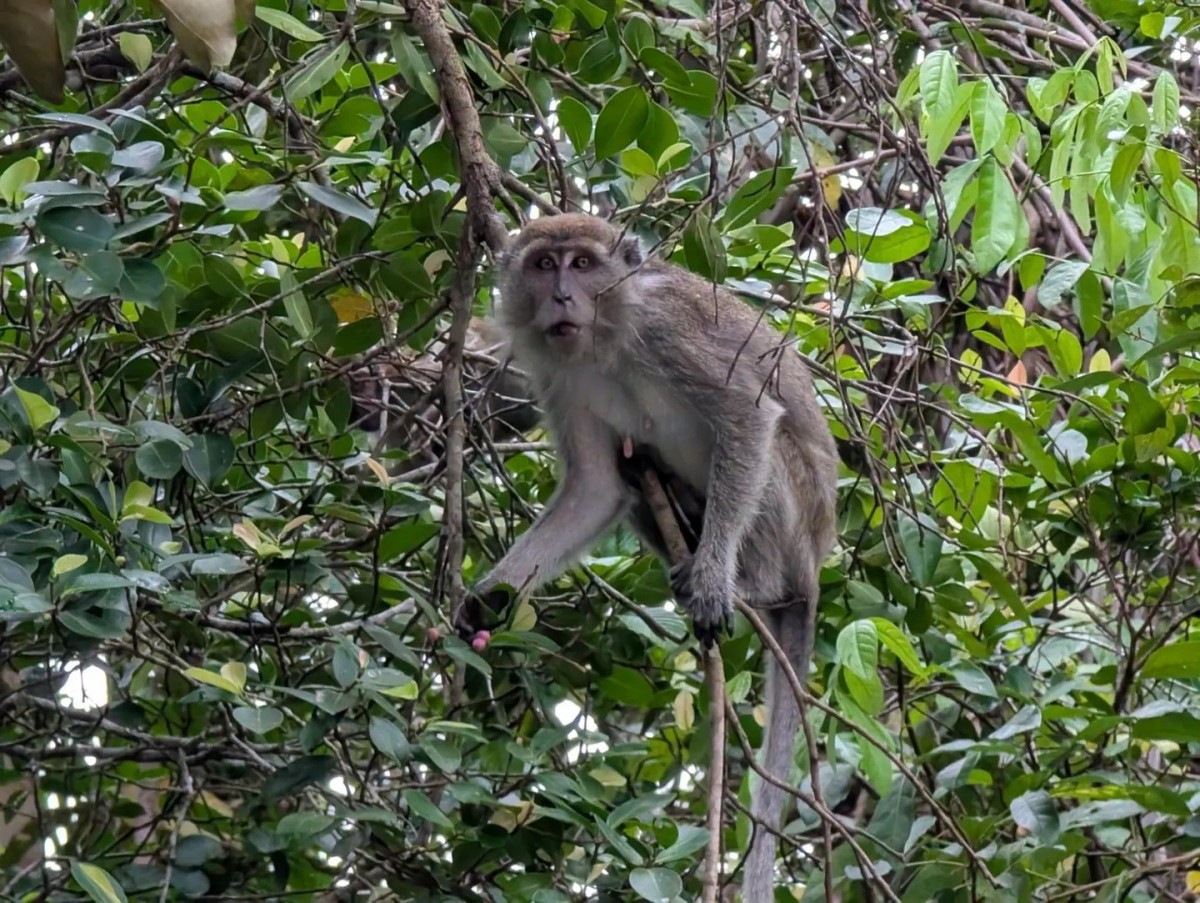 In Kota Kinabalu, a Fragile Balance between Sustainability and Tourism