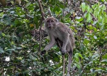 In Kota Kinabalu, a Fragile Balance between Sustainability and Tourism