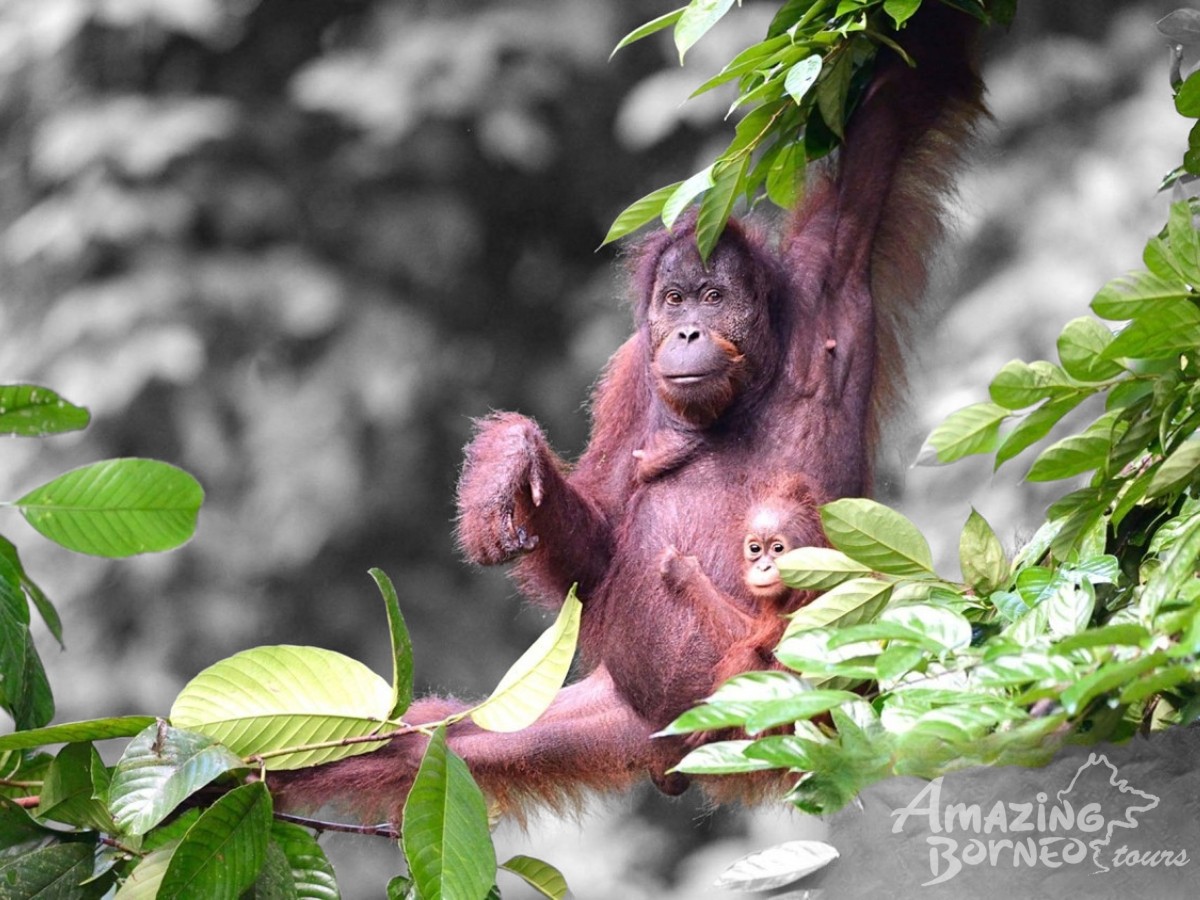 Where to See Orangutans in Sabah: Best Places to Spot Borneo’s Iconic Primate