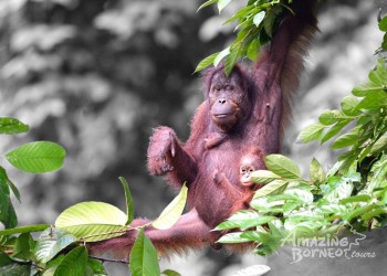 Where to See Orangutans in Sabah: Best Places to Spot Borneo&rsquo;s Iconic Primate