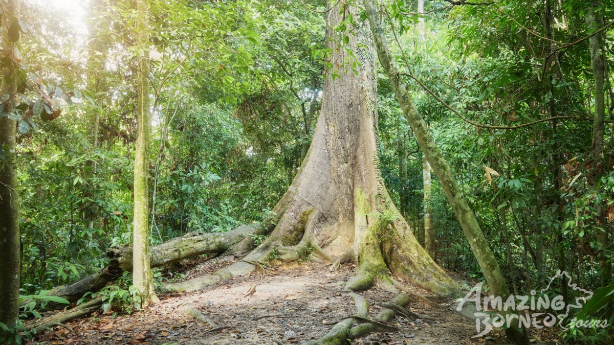 Why Borneo&rsquo;s Rainforests in Sabah Stand Apart: Biodiversity, People and Protection 