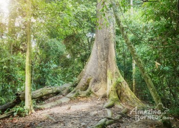 Why Borneo&rsquo;s Rainforests in Sabah Stand Apart: Biodiversity, People and Protection 