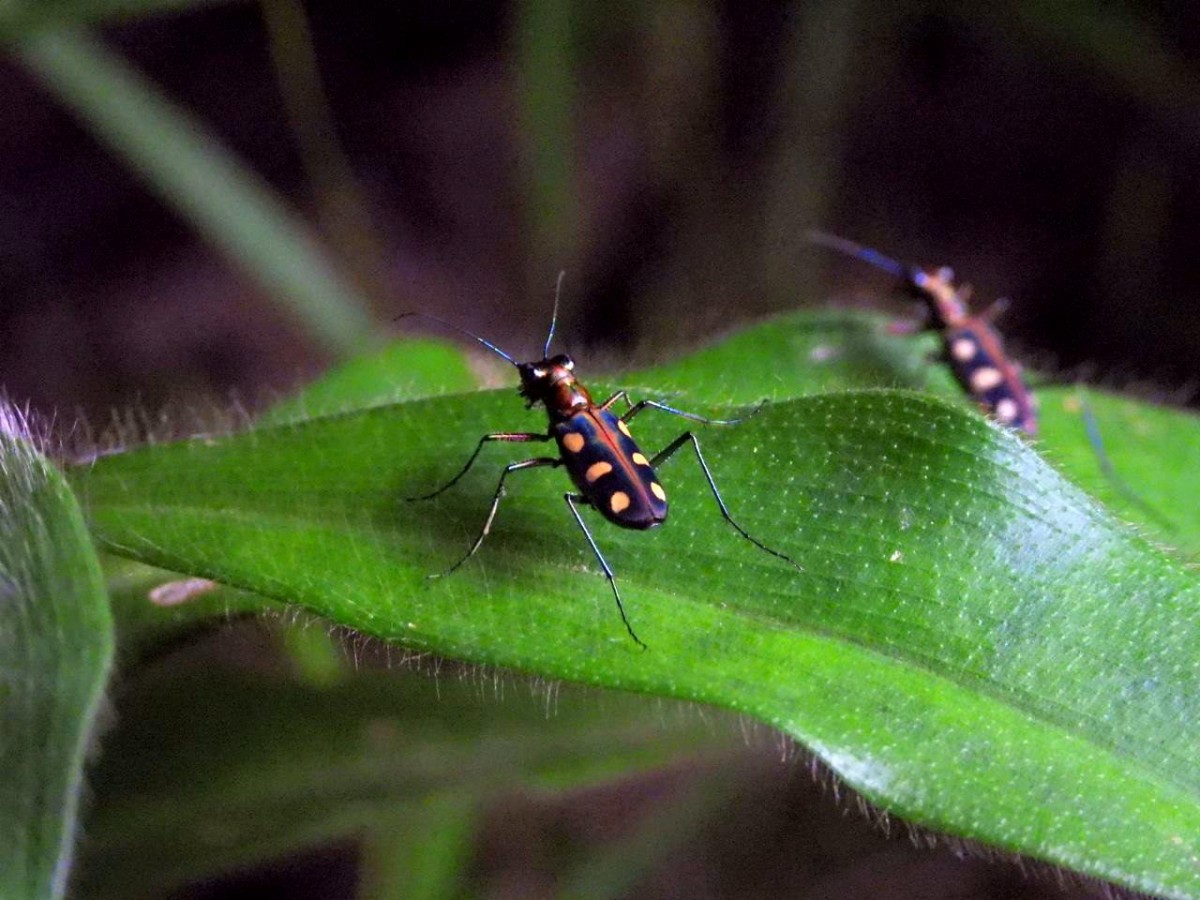 The Micro-Wilderness: Why Sabah is the Next Frontier for Insect Tourism 