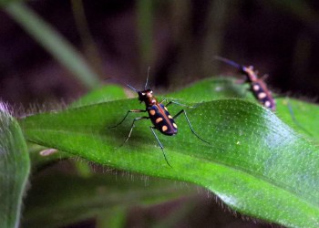 The Micro-Wilderness: Why Sabah is the Next Frontier for Insect Tourism 