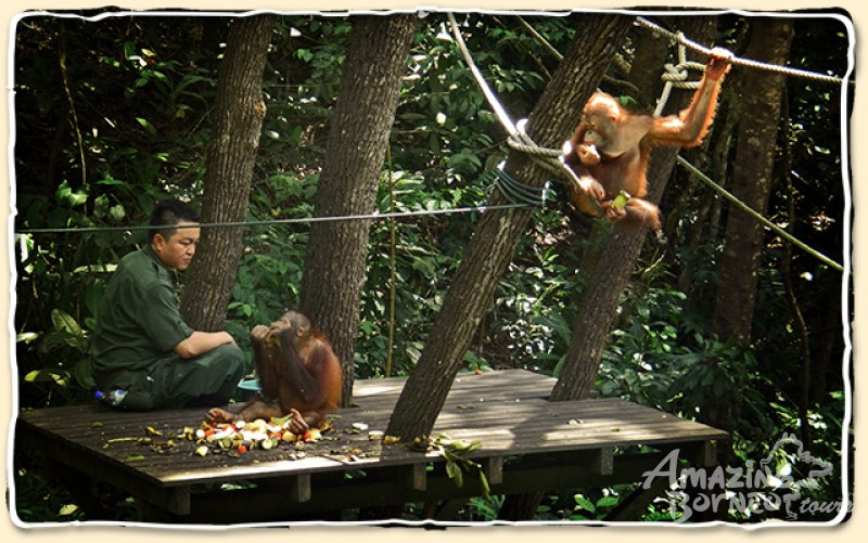 Rasa Ria Orang Utan Encounter