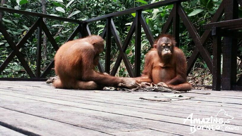 Pouty Orang Utans