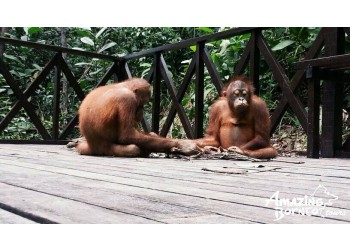 Pouty Orang Utans