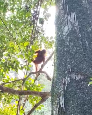 Sighting photo