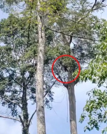 Sighting photo